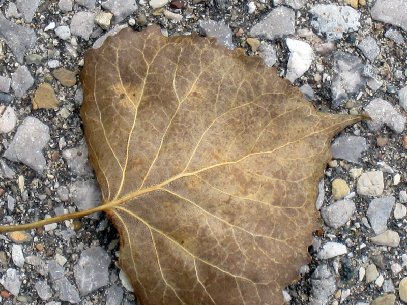Brown-veined leaf on pavement, © 2013 Celia Her City