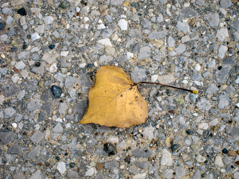 Gold-leaf, © 2013 Celia Her City
