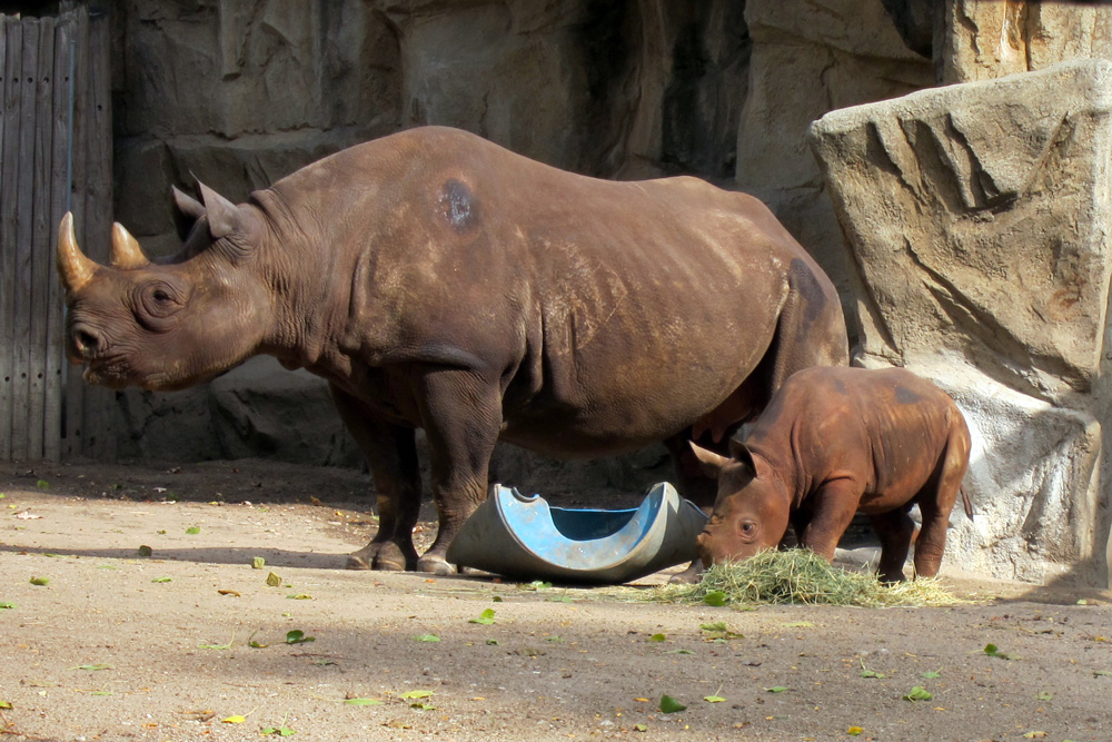 King, the Lincoln Park Zoo's baby rhino, with his mother © 2013 Celia Her City