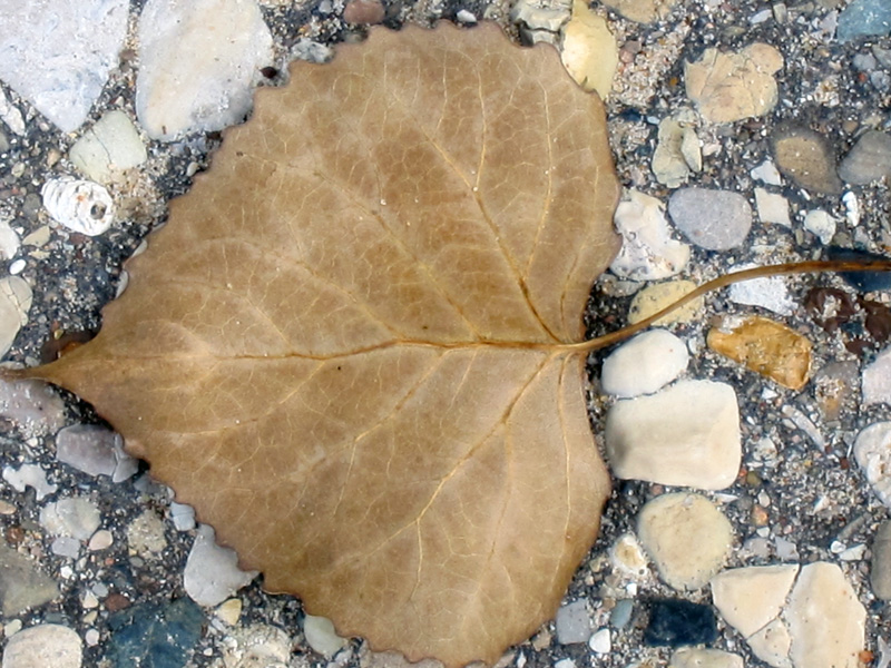 Lake stone with leaf, © 2013 Celia Her City
