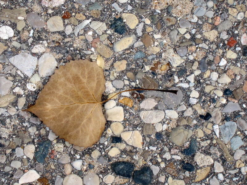 Resting place (leaf with Lake stone), © 2013 Celia Her City