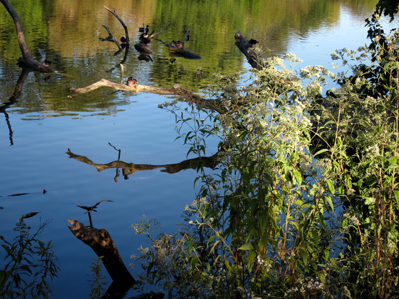 A dreamy pond with birds, © 2013 Celia Her City