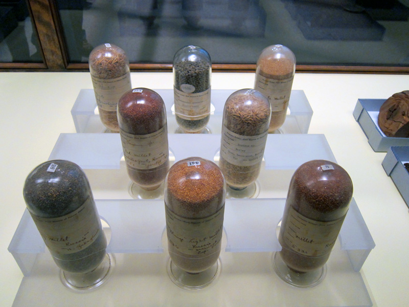 Russian grains displayed in 1893, at the Field Museum.