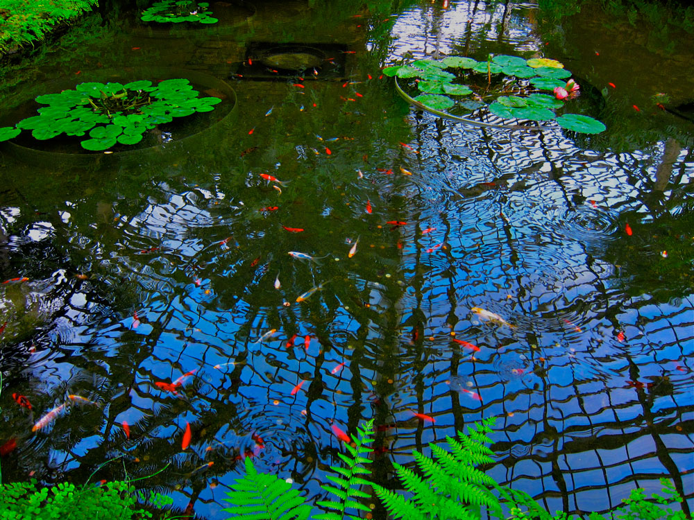 Bright fish pond fringed with green plants and reflecting the blue sky, at Chicago's Garfield Park Conservatory.