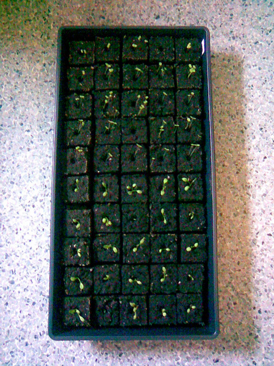 Bedding flat with soil blocks and seedlings, © 2014 Celia Her City