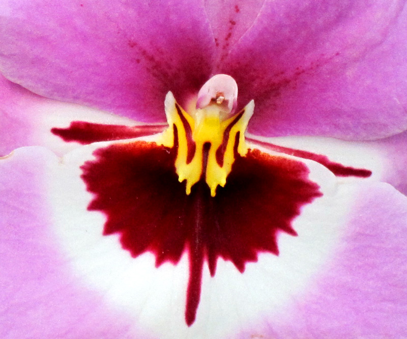 The center of a hot-pink orchid is blood red, gold, and white.