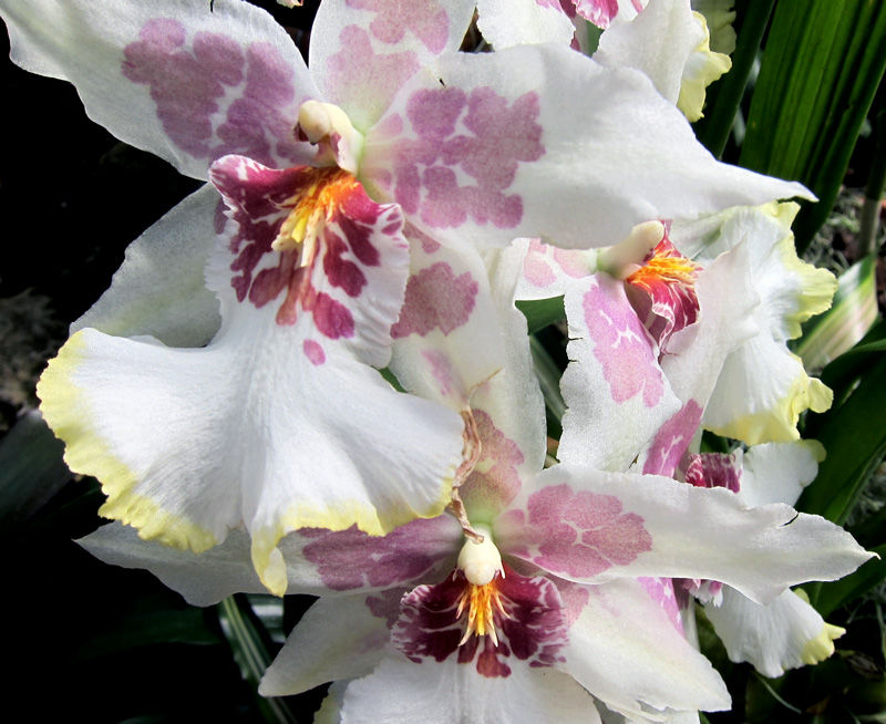 A spray of rare orchids in the Lincoln Park Conservatory, Chicago.