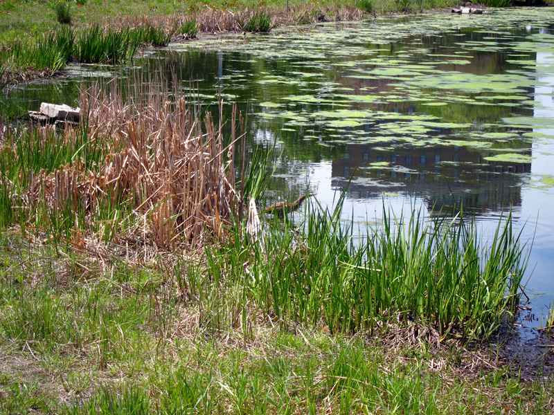 Wading birds around Chicago ponds
