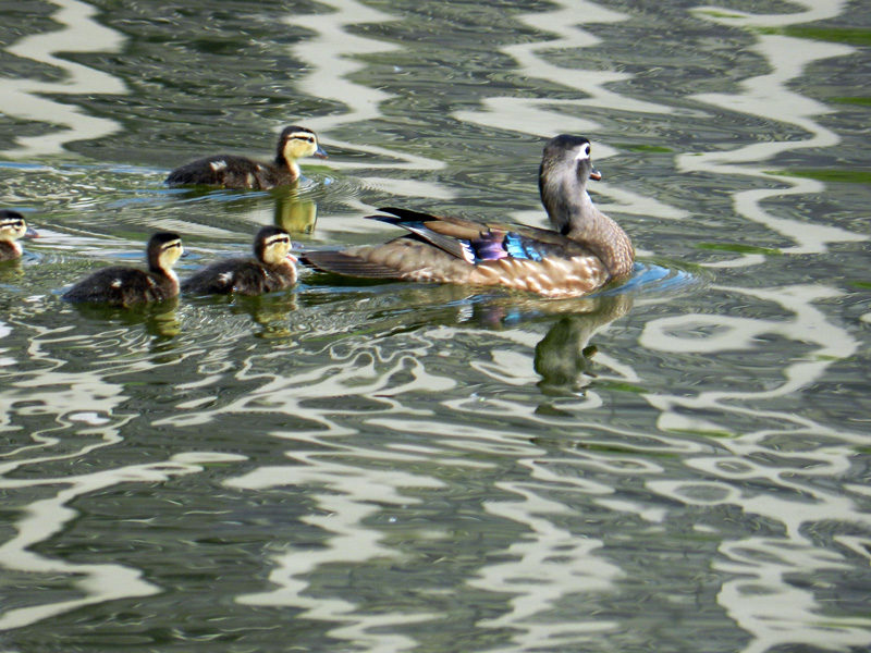 Female wood duck and ducklings on a grey-rippled North Pond.
