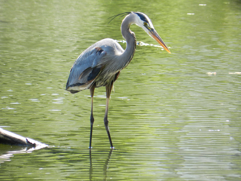 Great blue heron in Chicago, © 2014 Celia Her City