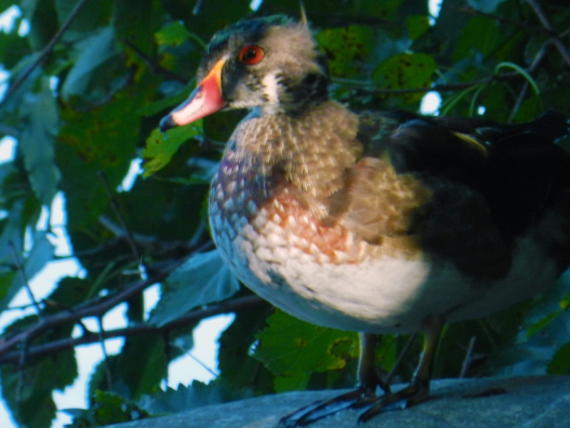 Molting wood duck "in hiding"