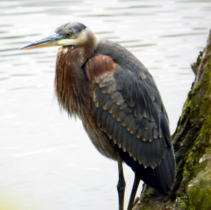 Adult great blue heron, North Pond (Chicago), © 2012 Celia Her City
