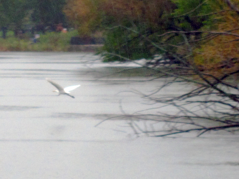 Egret flying (North Pond, Chicago), © 2014 Celia Her City