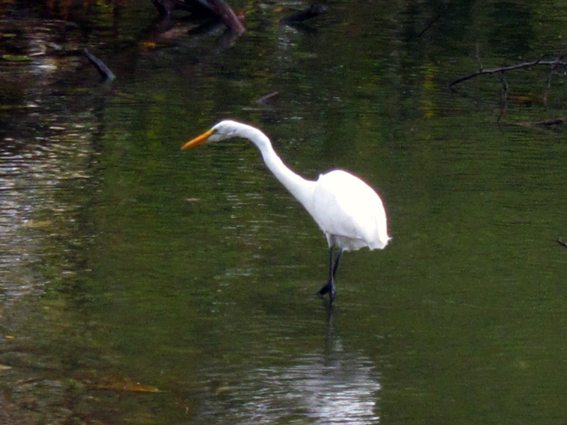 Great egret in the rain (North Pond, Chicago), © 2014 Celia Her City