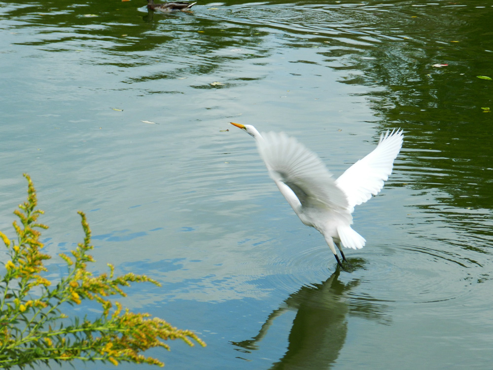 Great egret taking off (North Pond, Chicago), © 2014 Celia Her City