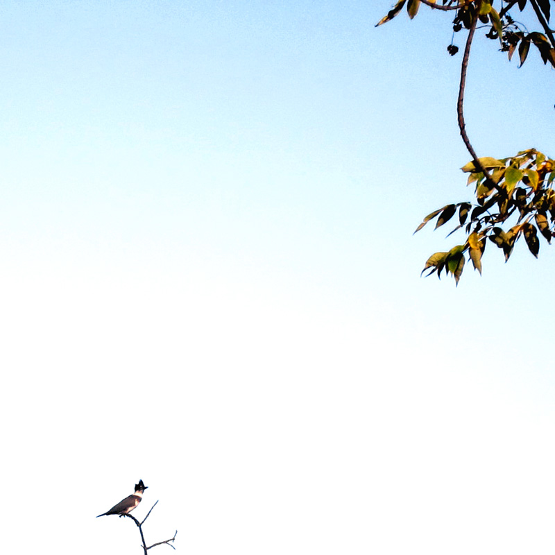 A kingfisher on a branch, silhouetted against the sky.
