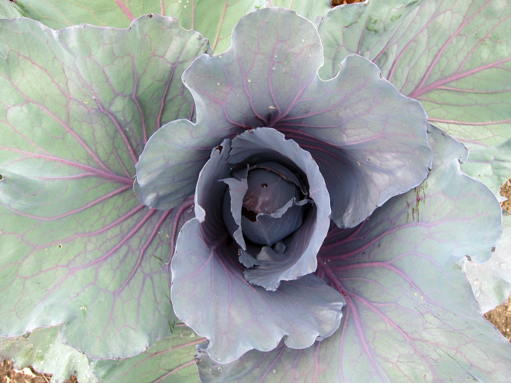 Matter expands (cabbage). © Celia Her City