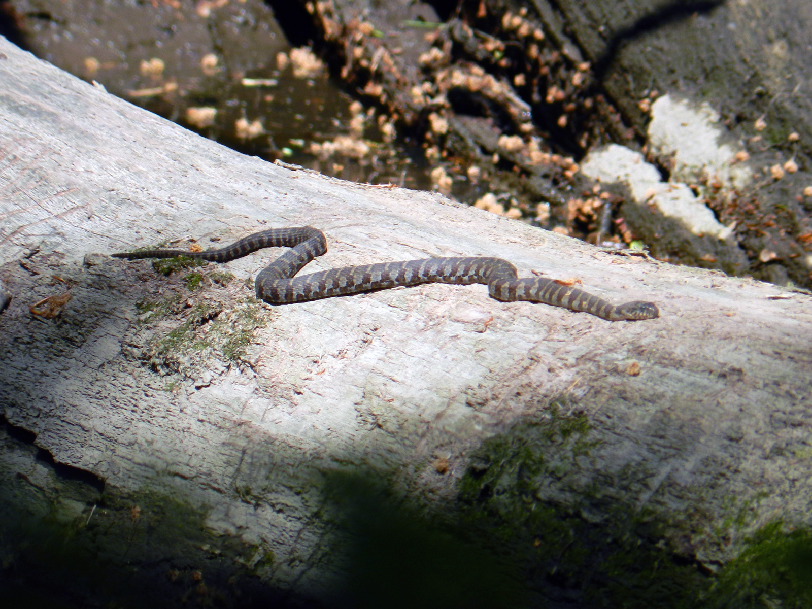 Brown banded snake sunning itself on a log
