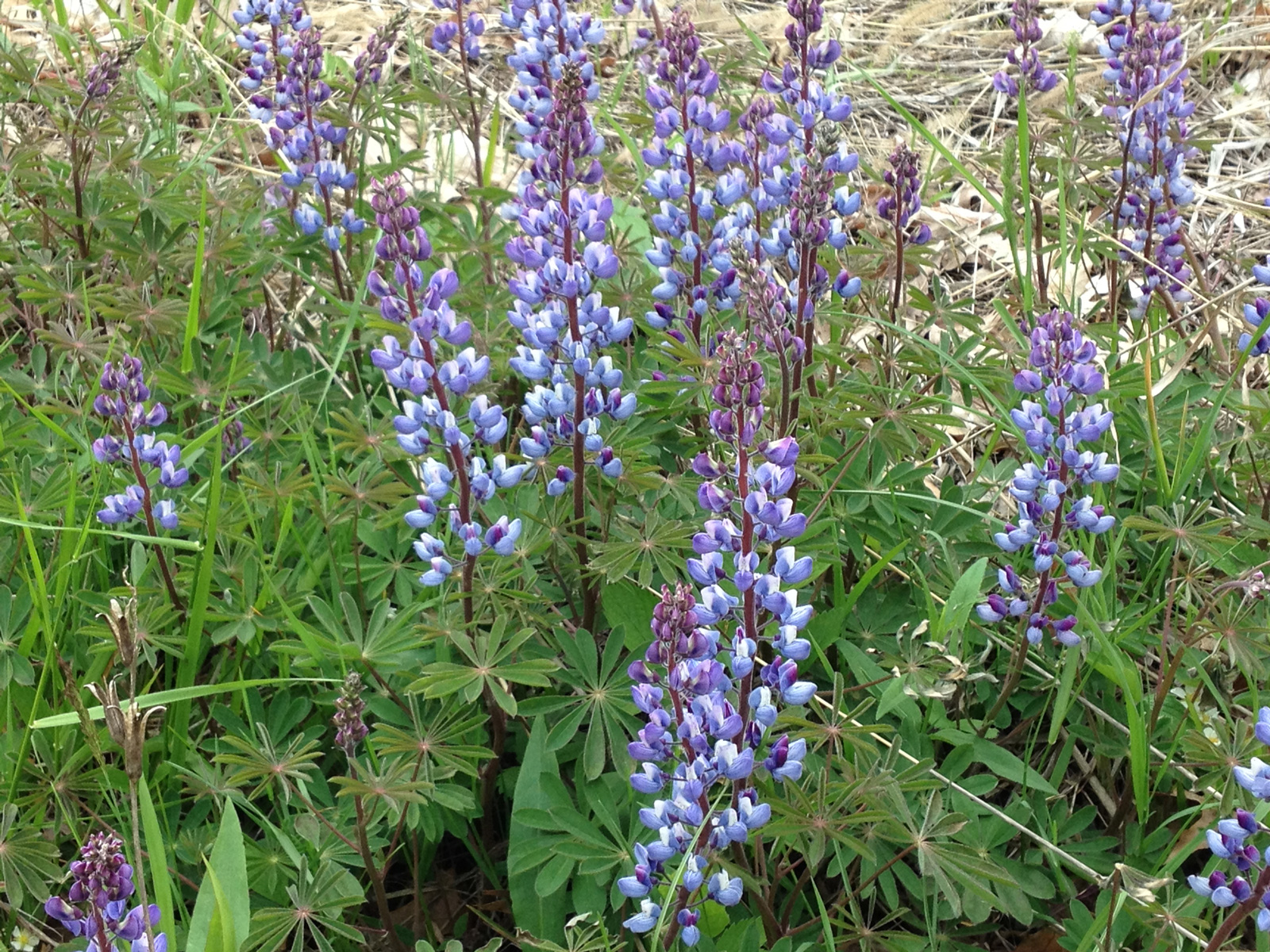 The wild lupines