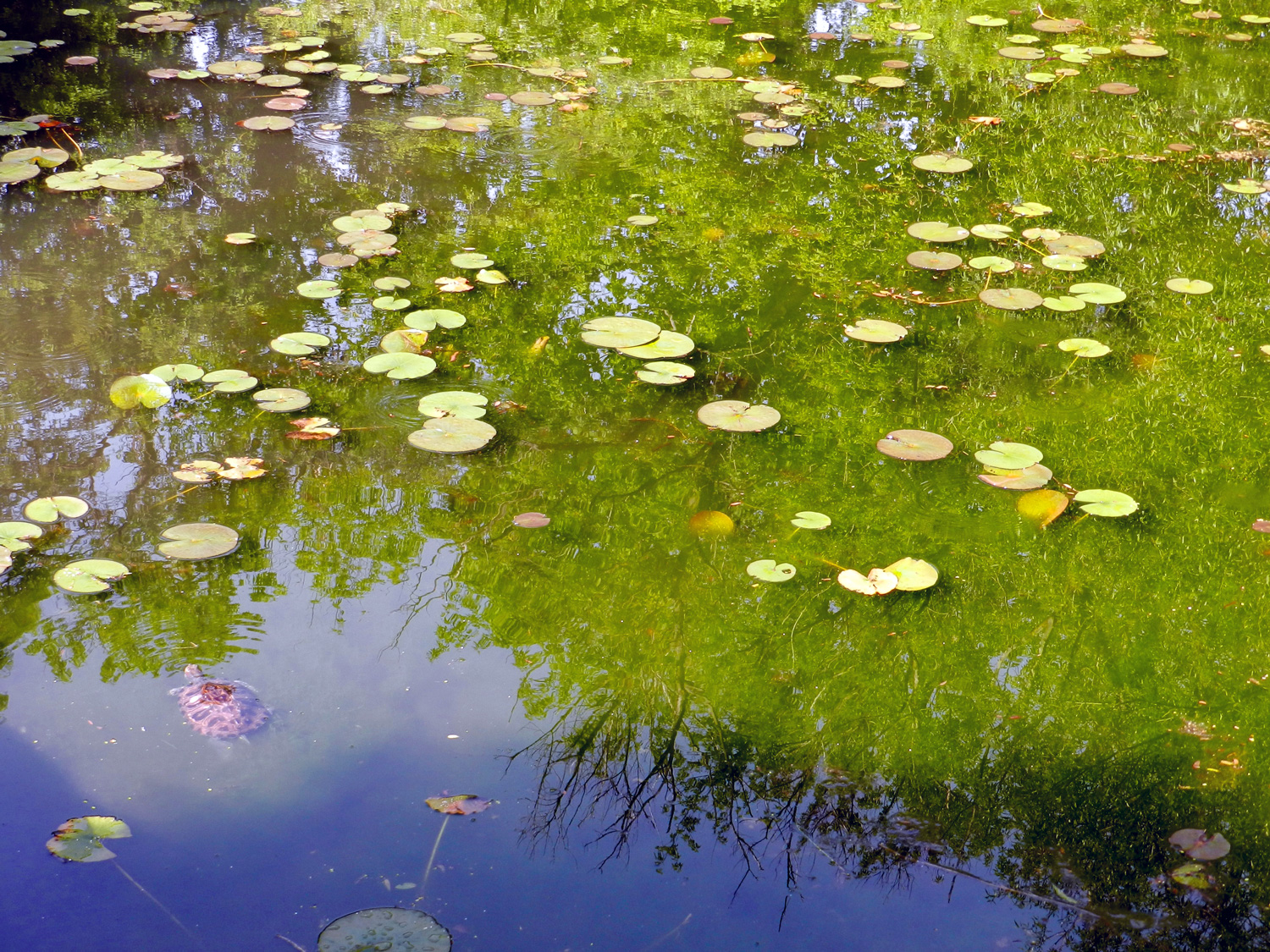 A turtle swims in a lily pond in spring.