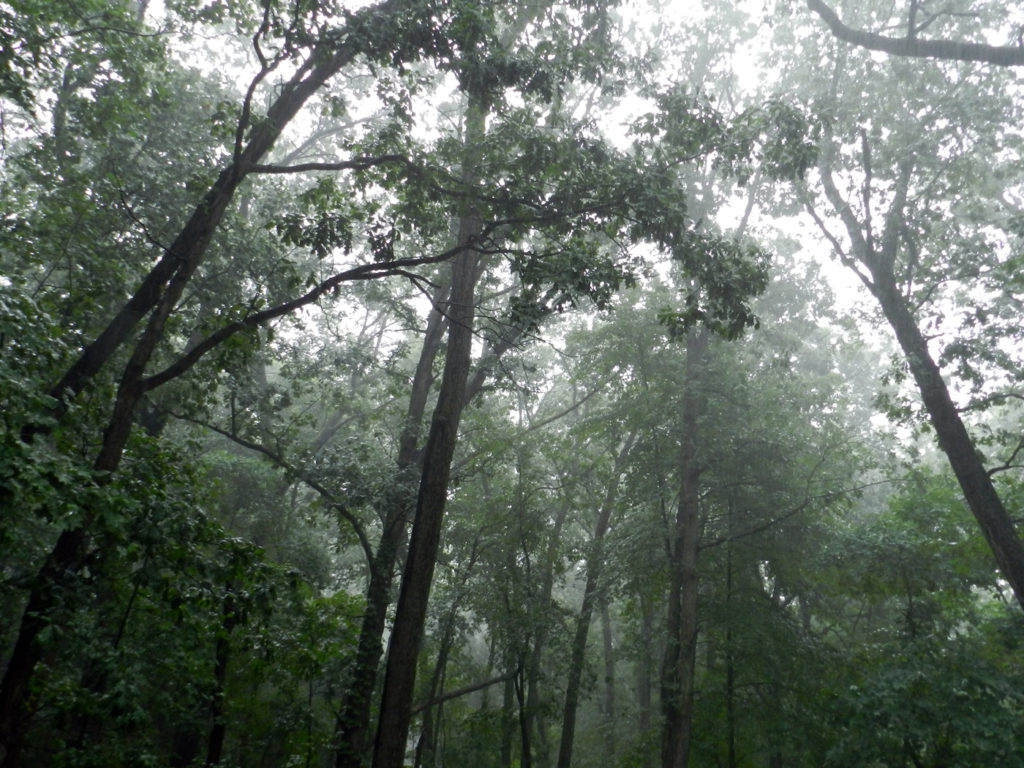 Rain falling through oak trees.