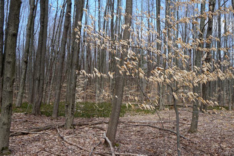 Evergreen groundcover and choirs of dried beech leaves decorate the bare woods.