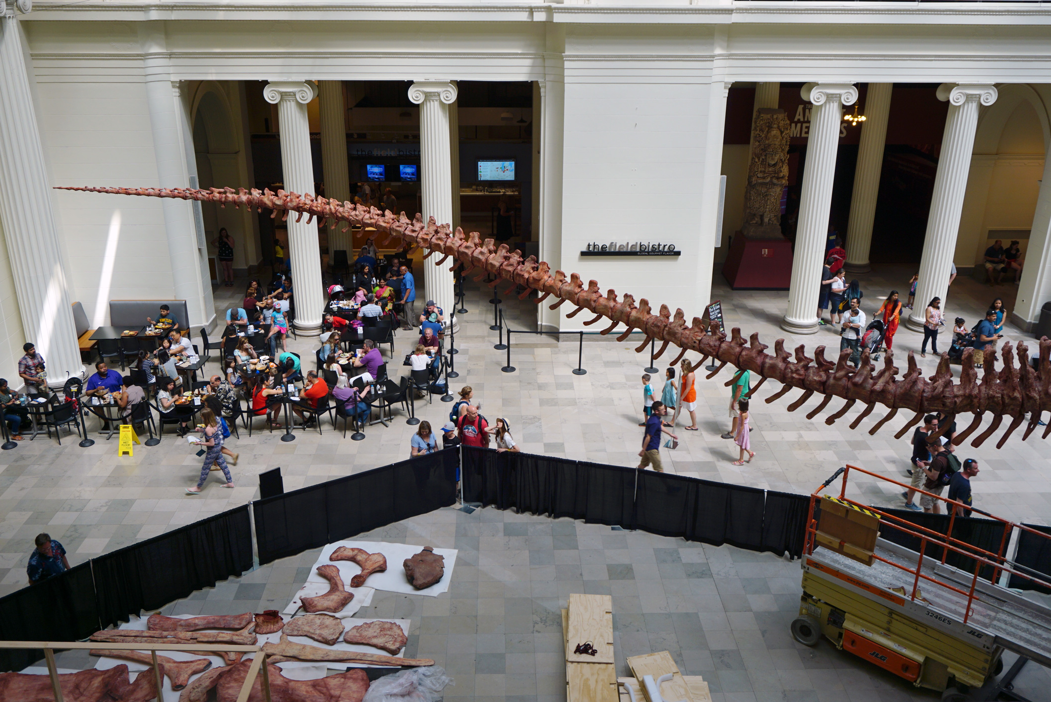 Museum-goers beneath the titanosaur's tail, Field Museum.