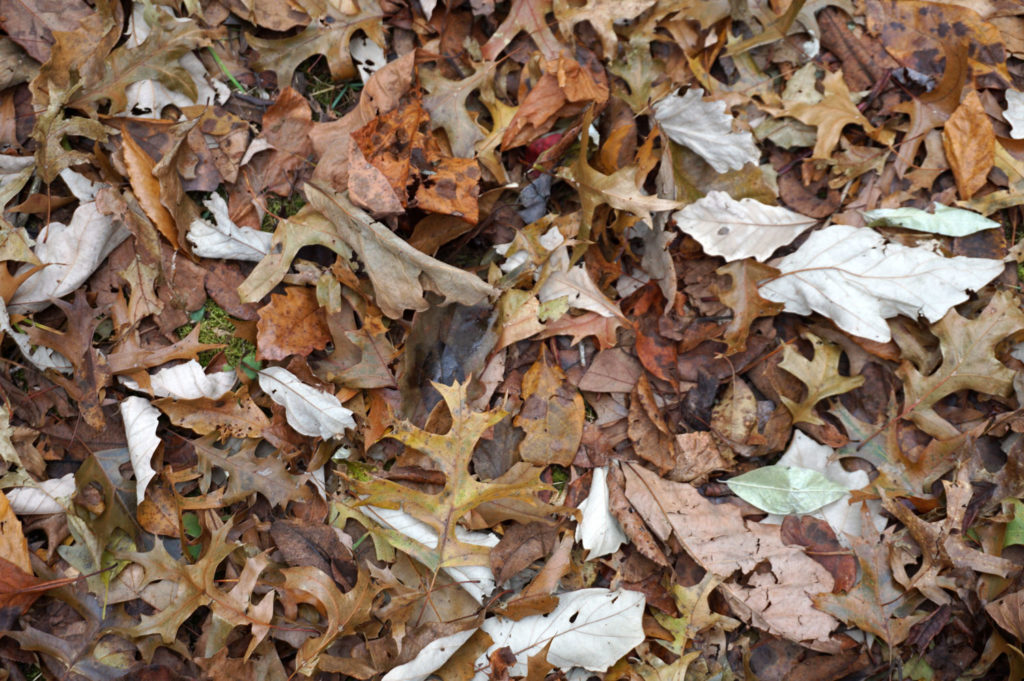 Downed autumn leaves.