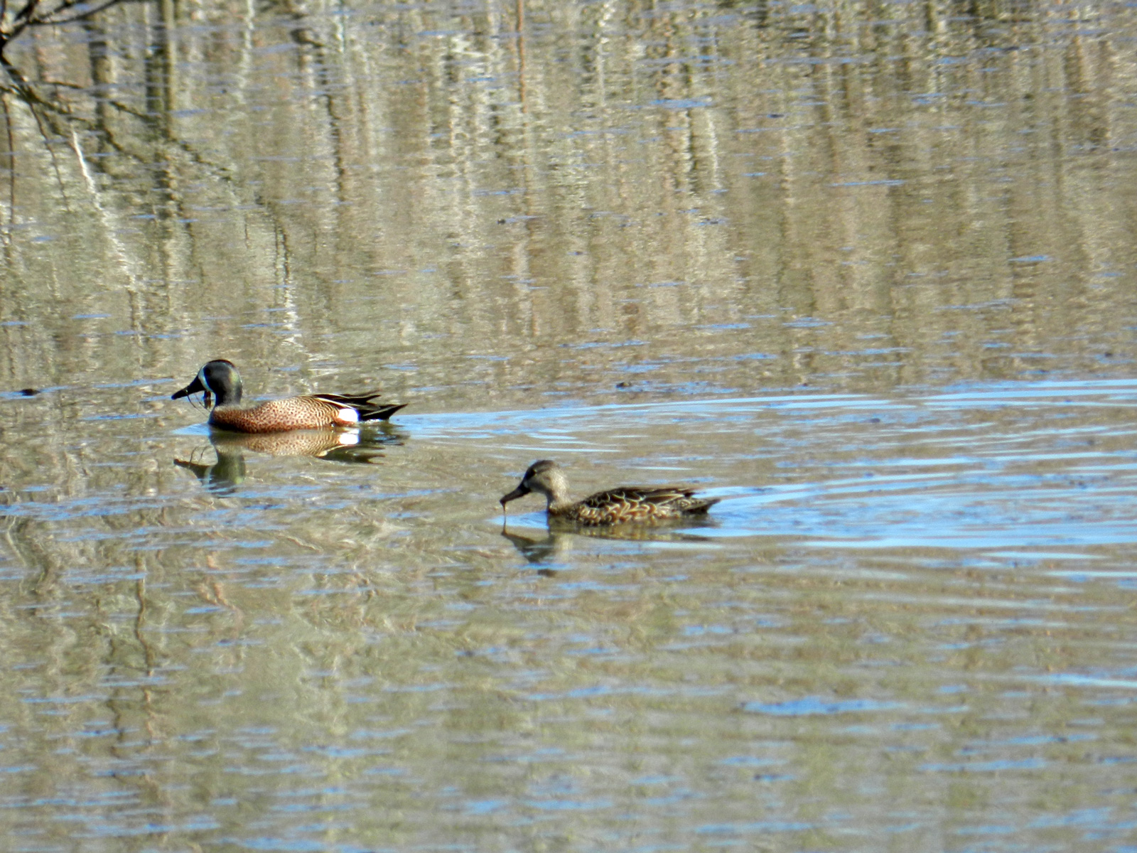 The blue-winged teal