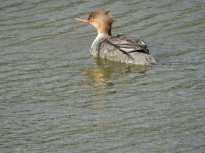 Female merganser with red beak and eye, and tufted crown.