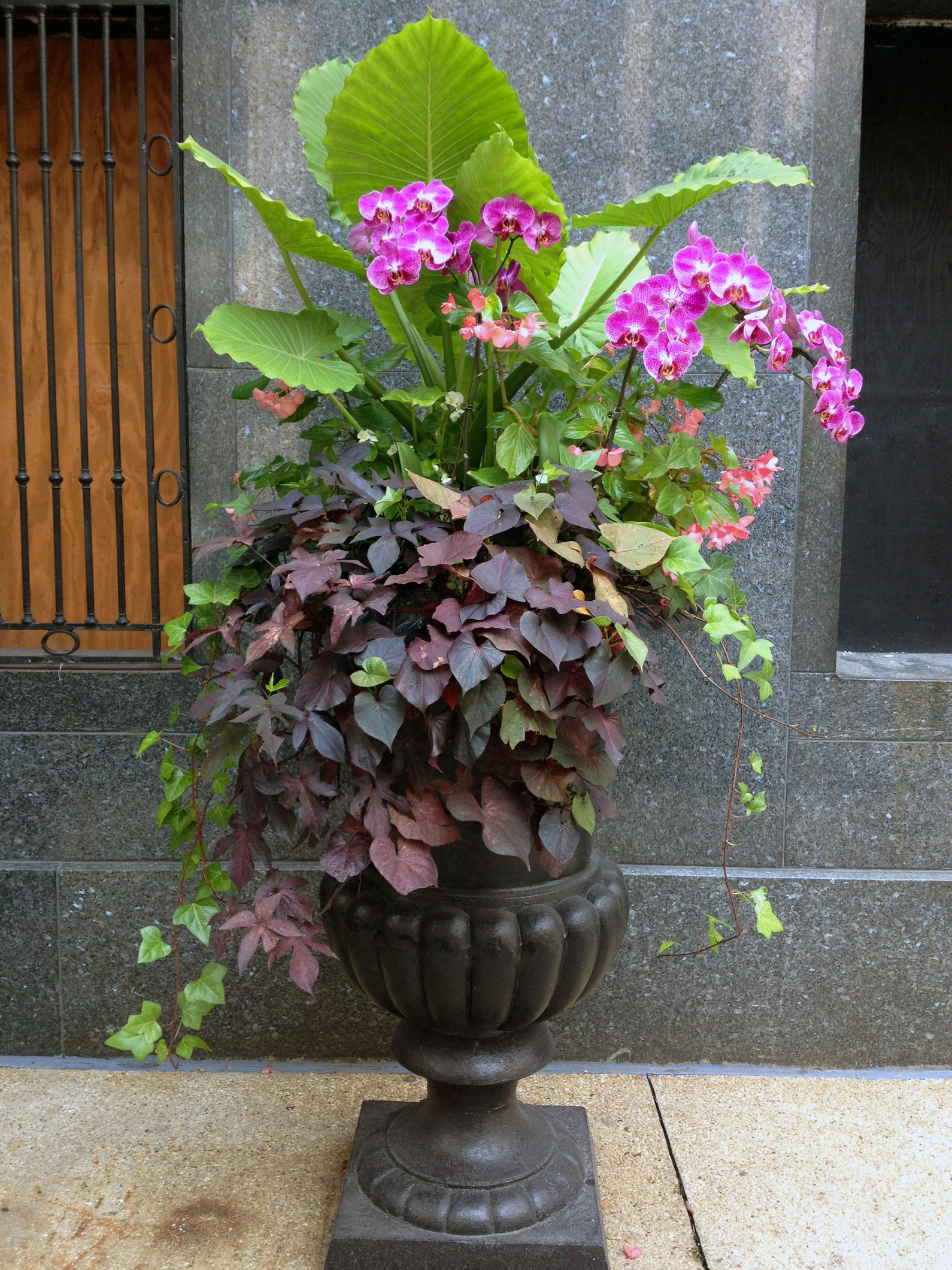 An urn overflows with blooms and vines near the entrance to the Women's Athletic Club.