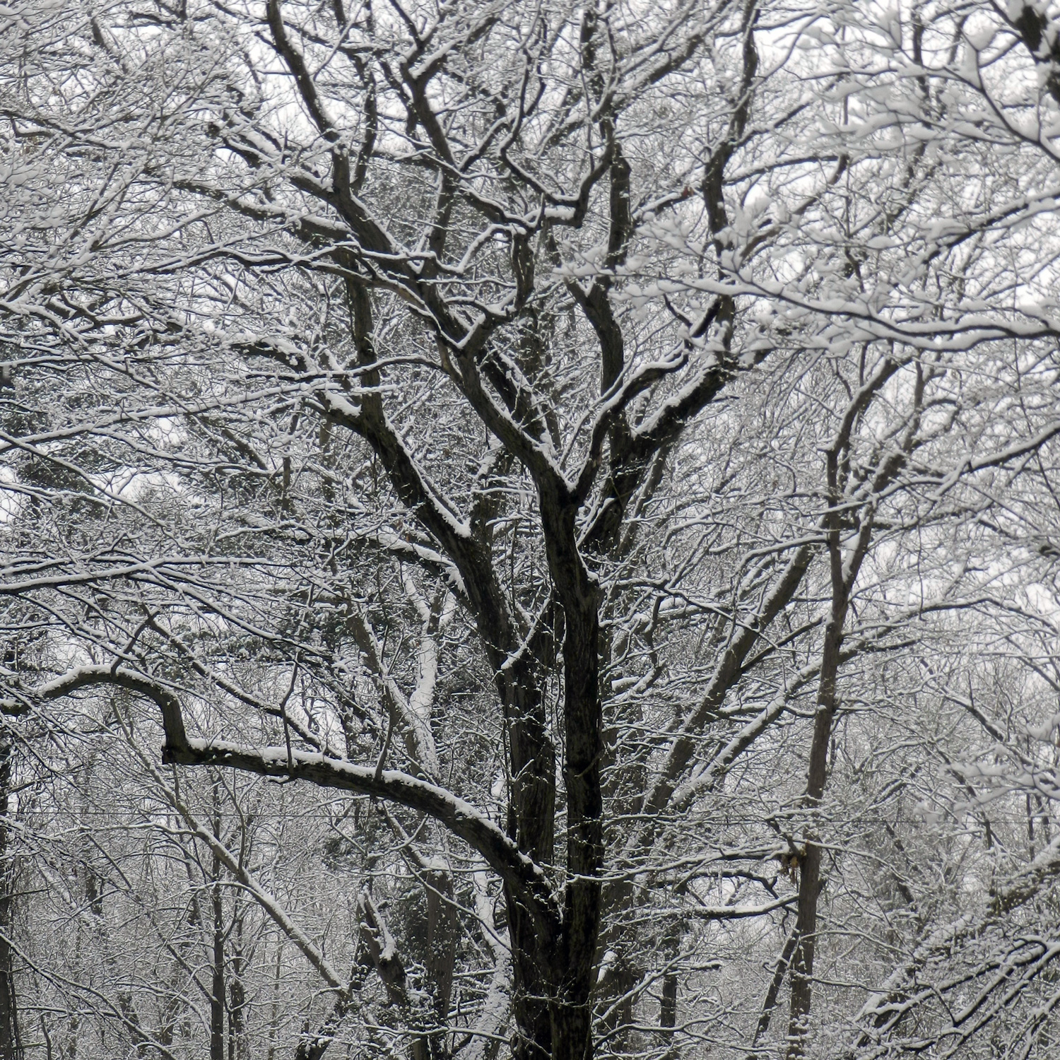Snow clings to the crown of a mature oak.