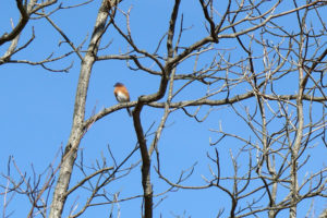 bluebird posing in a bare sycamore tree.
