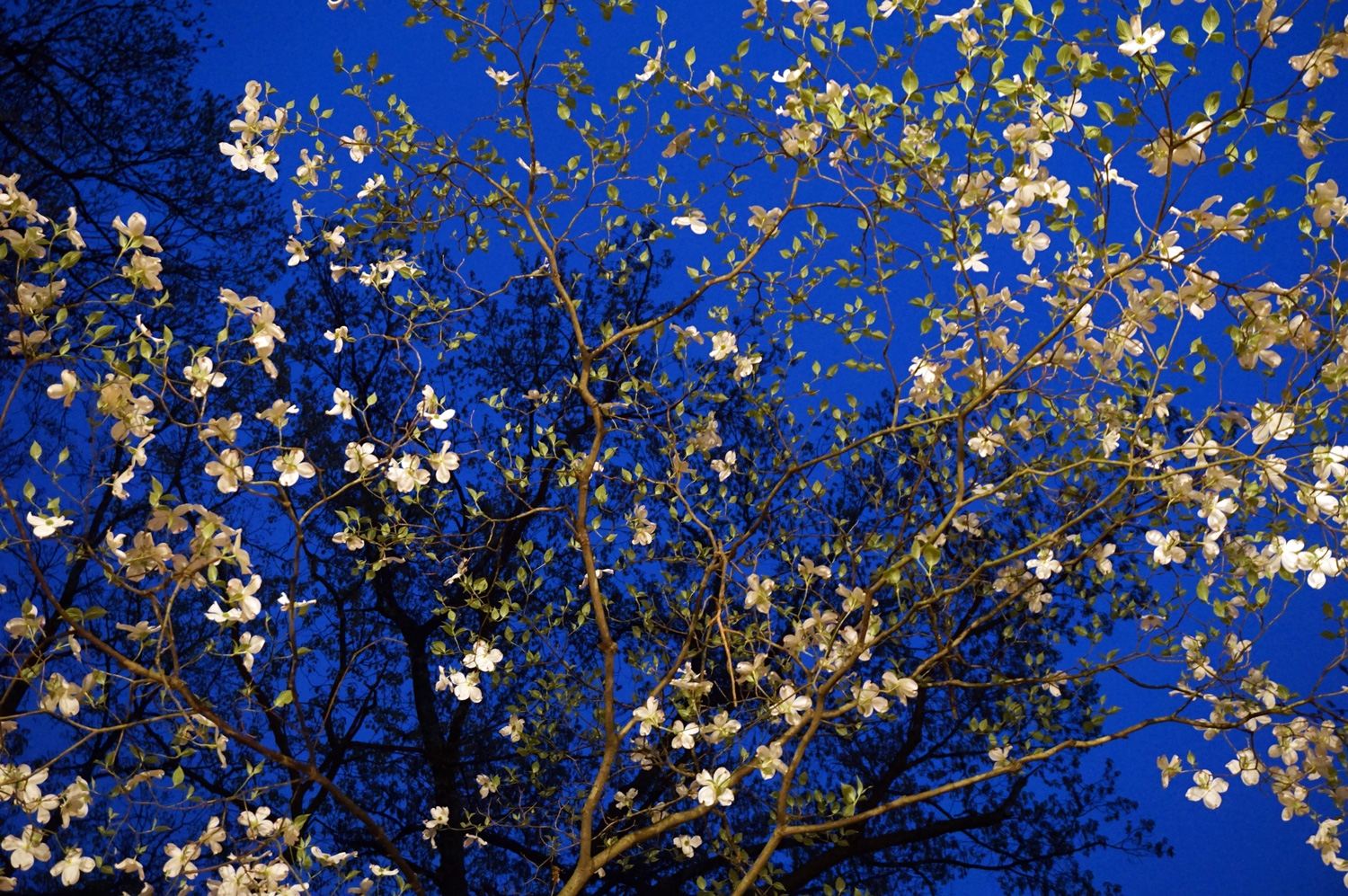 Dogwood at the blue hour