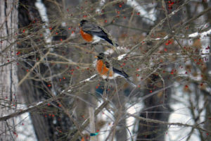 Two robins in February