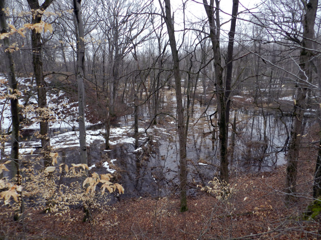 The ravines are swelling with water from the melting snow, as last season's beech leaves hang on.