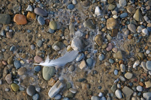 A gull feather on a winter beach